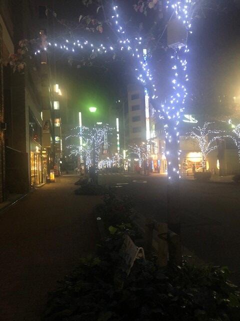 街路樹.jpg