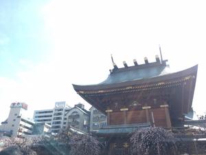 梅と建物.jpg