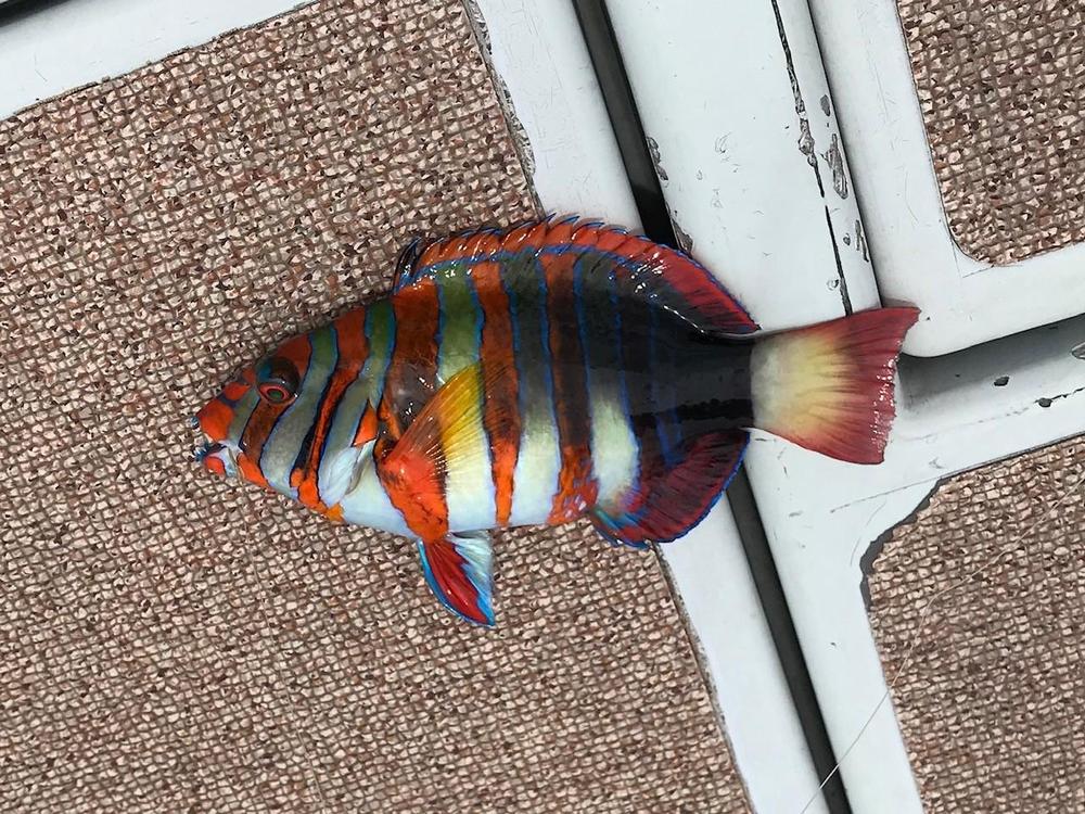 fish hit.jpg